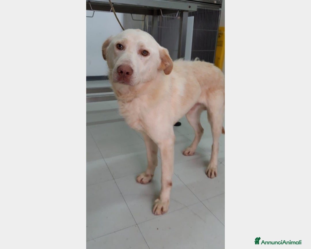 Labrador cani in regalo: HACI, giovane simil labrador cerca famiglia a Roma - Annuncio 3