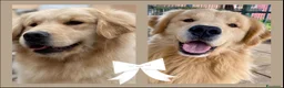 Golden Retriever cani in vendita: CUCCIOLA GOLDEN AMERICANO a Provincia di Brescia - Annuncio 10