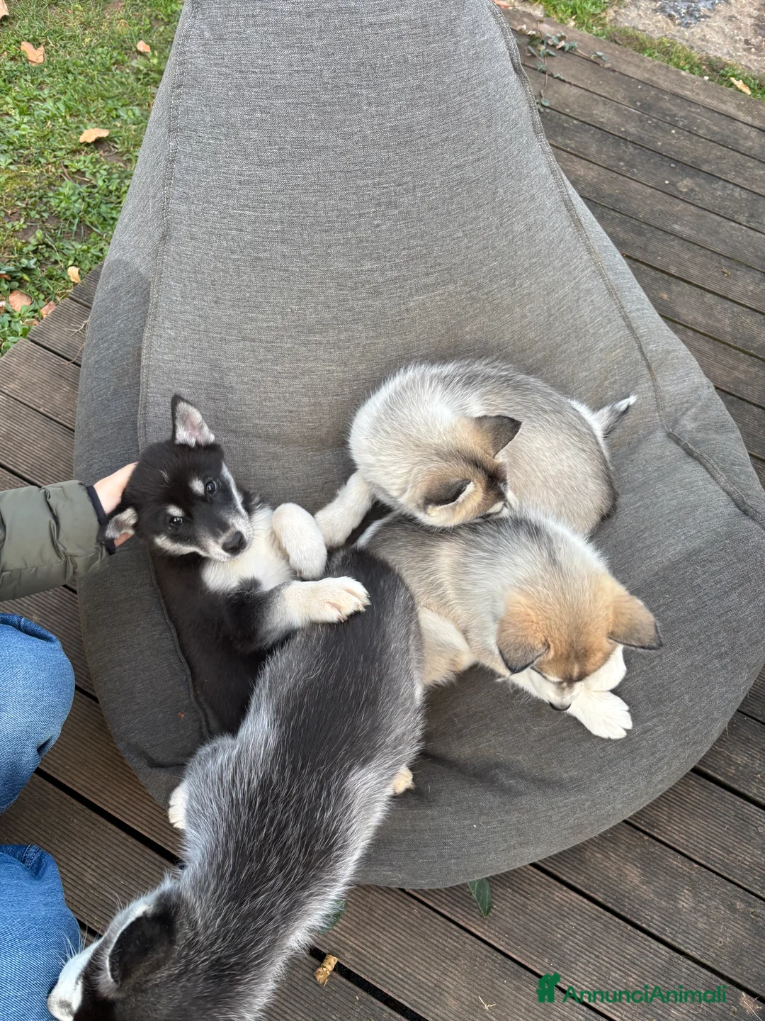 Husky cani in vendita: Cucciolata Siberian Husky - Annuncio 2