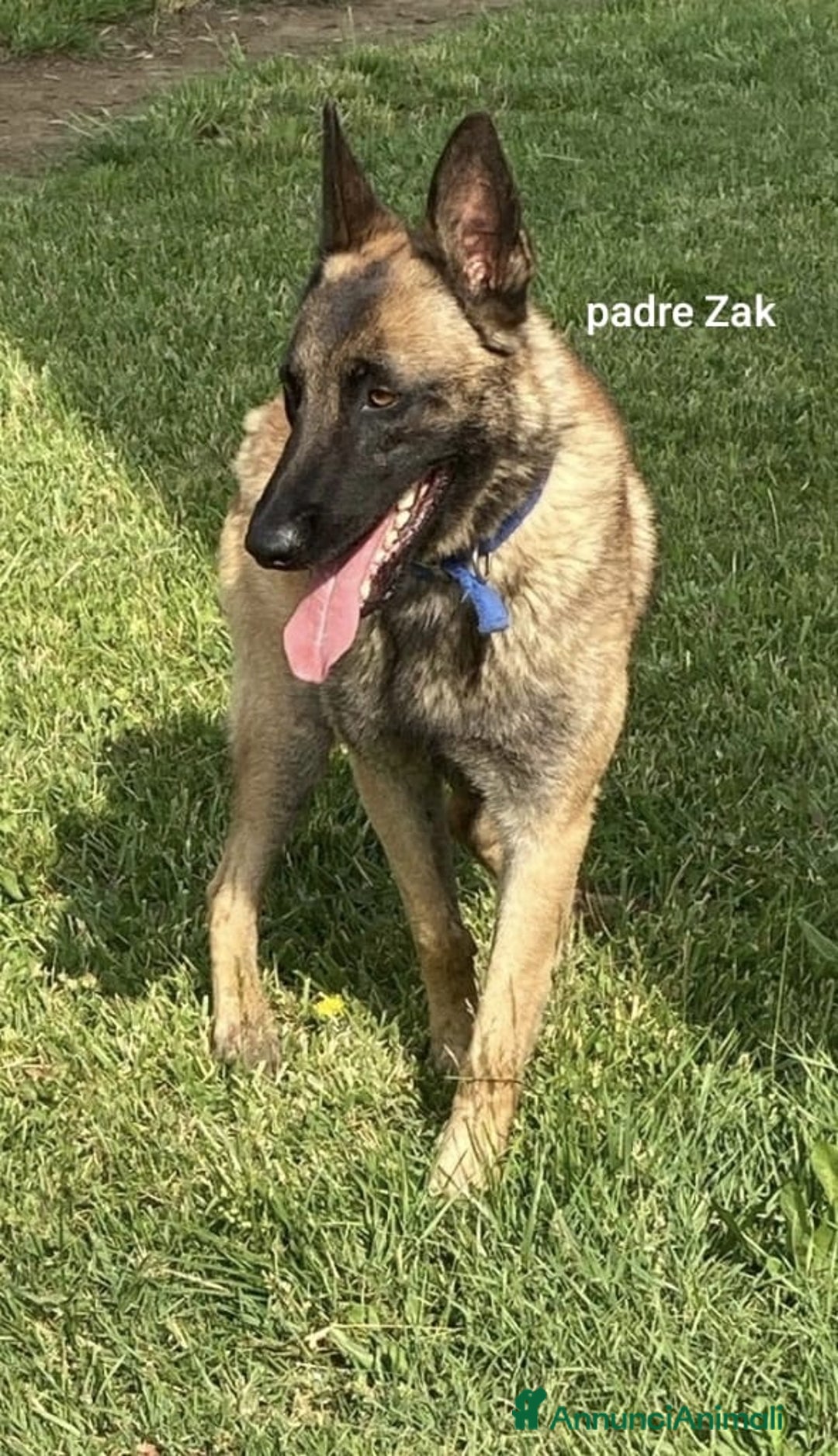 Pastore Belga cani in vendita: REX Pastore Belga Malinois,maschio con pedigree  a Provincia di Verona - Immagine 4