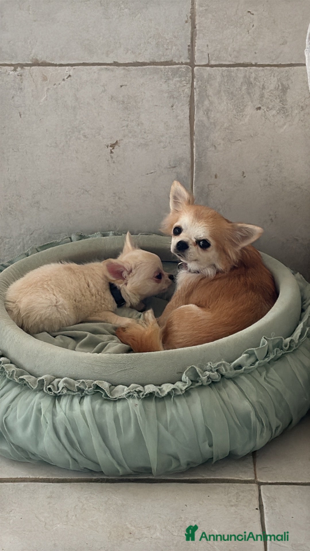 Chihuahua cani Chihuahua maschio pelo lungo - Annuncio 2