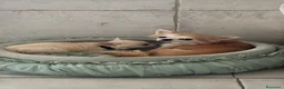 Chihuahua cani in vendita: Chihuahua maschio pelo lungo - Annuncio 1