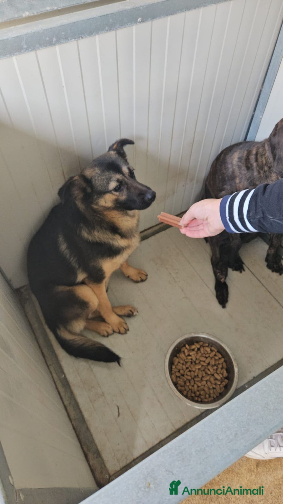 Meticcio cani in regalo: Clotilde: cucciolotta taglia piccola timida dolce  - Annuncio 1