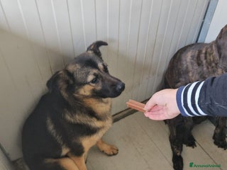 Meticcio cani Clotilde: cucciolotta taglia piccola timida dolce - Annuncio 9