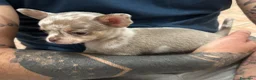 Chihuahua cani in vendita: Cuccioli chihuahua con il manto Arlecchino  a Provincia di Pavia - Annuncio 9
