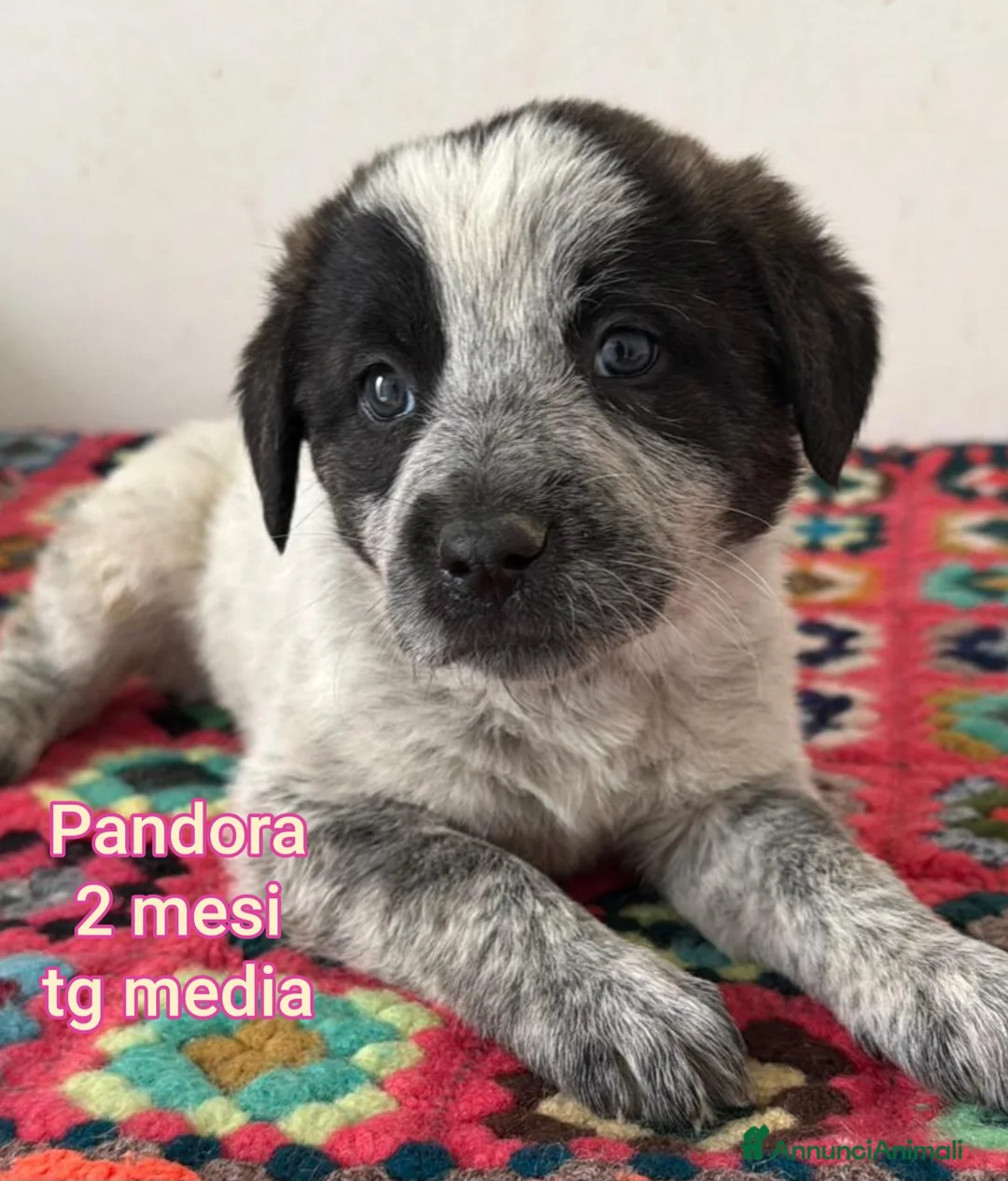 Meticcio cani in regalo: CUCCIOLI ABBANDONATI: EMERGENZA  - Annuncio 14
