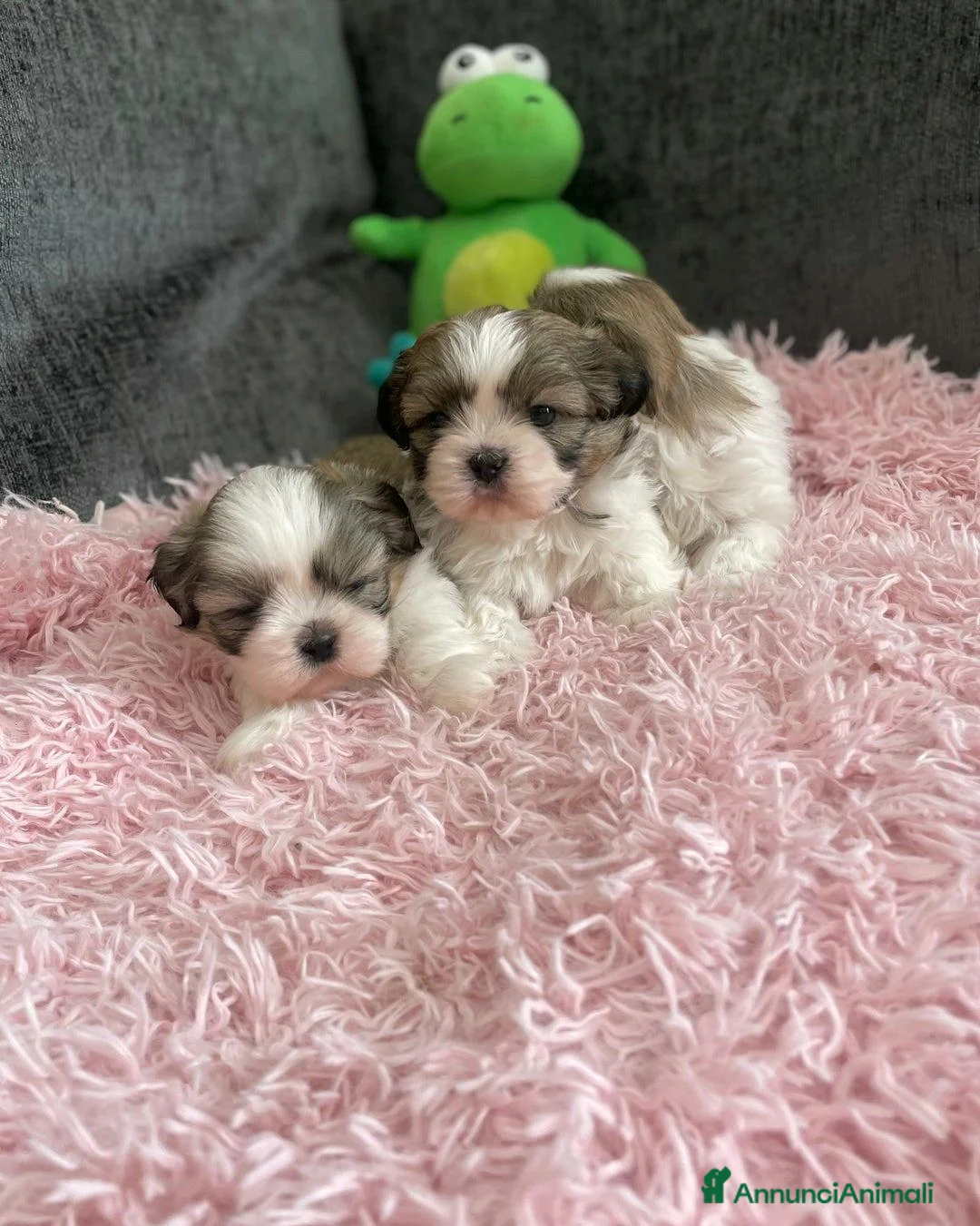 Shih Tzu cani in vendita: Cuccioli di Shih Tzu Imperiale a Città metropolitana di Milano - Annuncio 14