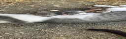 Meticcio gatti in regalo: Regalo 3 gattini zono Sciacca / Ribera - Annuncio 2