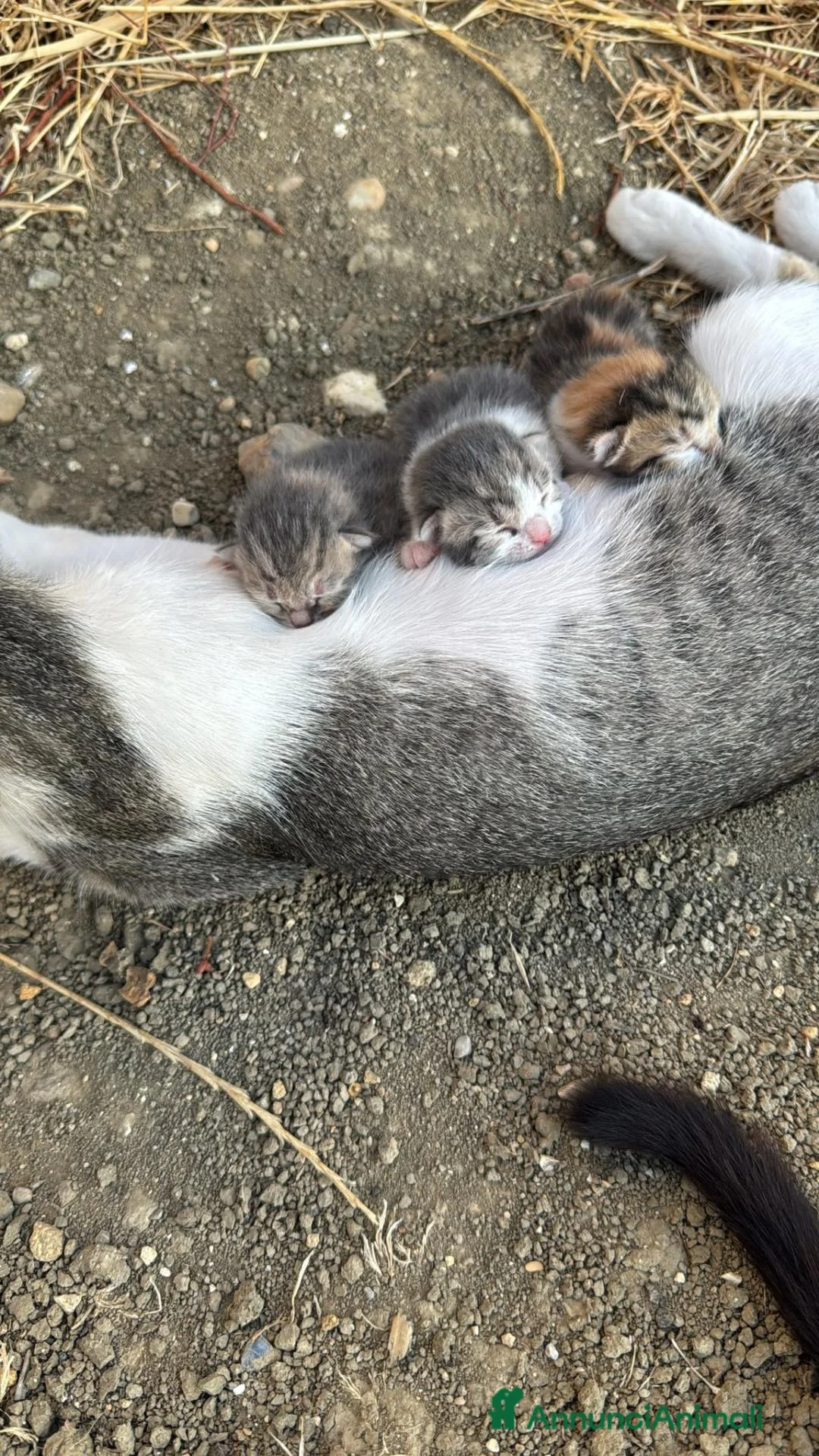 Meticcio gatti in regalo: Regalo 3 gattini zono Sciacca / Ribera - Annuncio 2