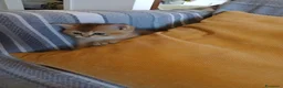 Scottish gatti in vendita: Gattina Scottish Straight  a Provincia di Ancona - Annuncio 4