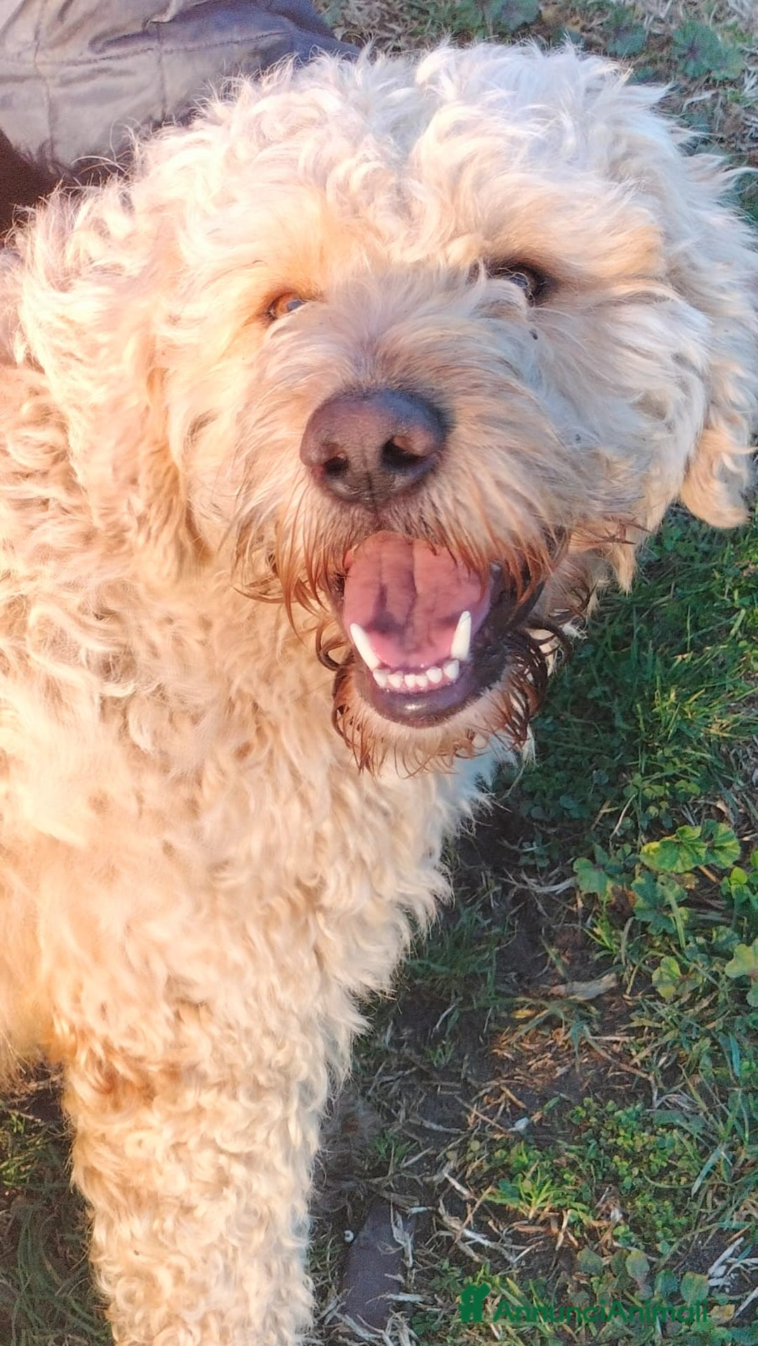 Lagotto cani in regalo: FIOCCHINO - Annuncio 5