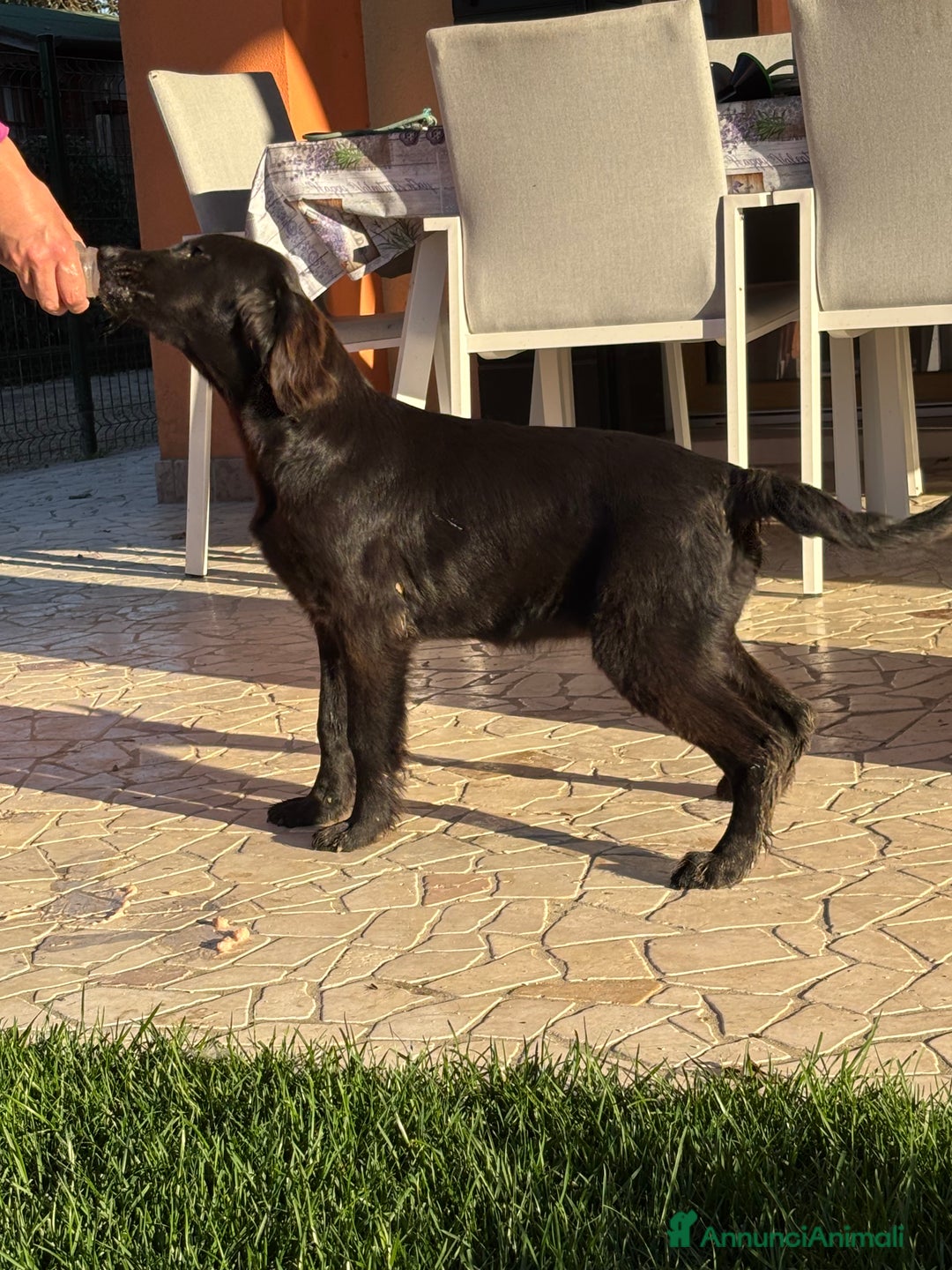 Flat Coated cani in vendita: Flat Coated Retriever - Annuncio 4
