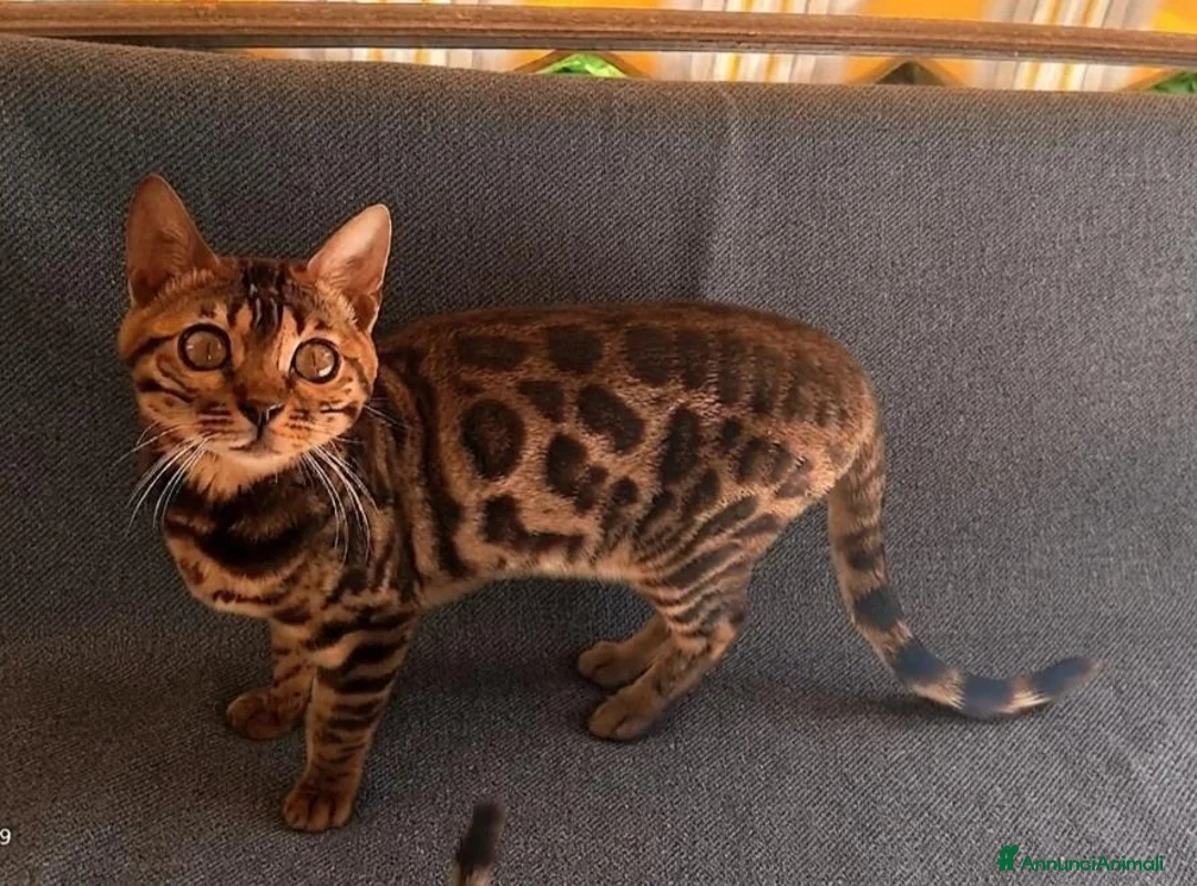 Bengala gatti in vendita: Splendida gattina Bengala  - Annuncio 2