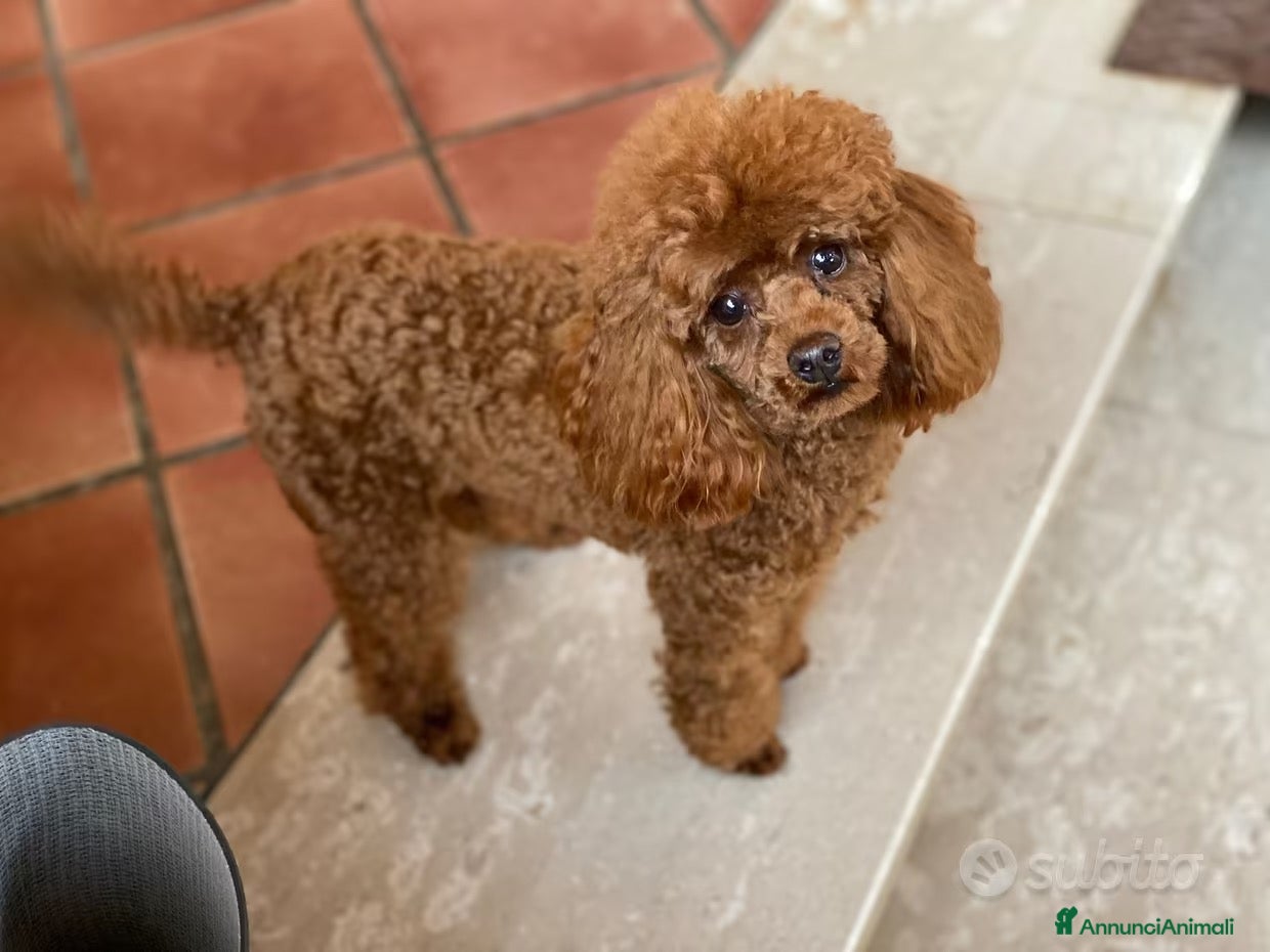Barboncino Toy cani BARBONCINI RED INTENSO TOY  - Annuncio 2