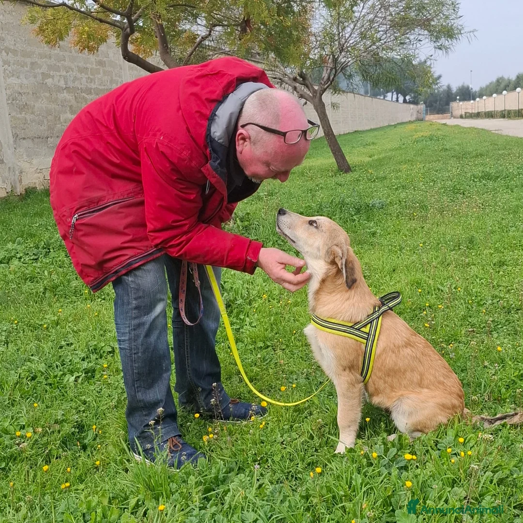 Meticcio cani in regalo: Etna Cerca Famiglia. Info Monica 3890238584 a Provincia di Piacenza - Annuncio 17