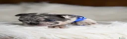 Bulldog Francese cani in vendita: Cuccioli di bulldog francese - Annuncio 6