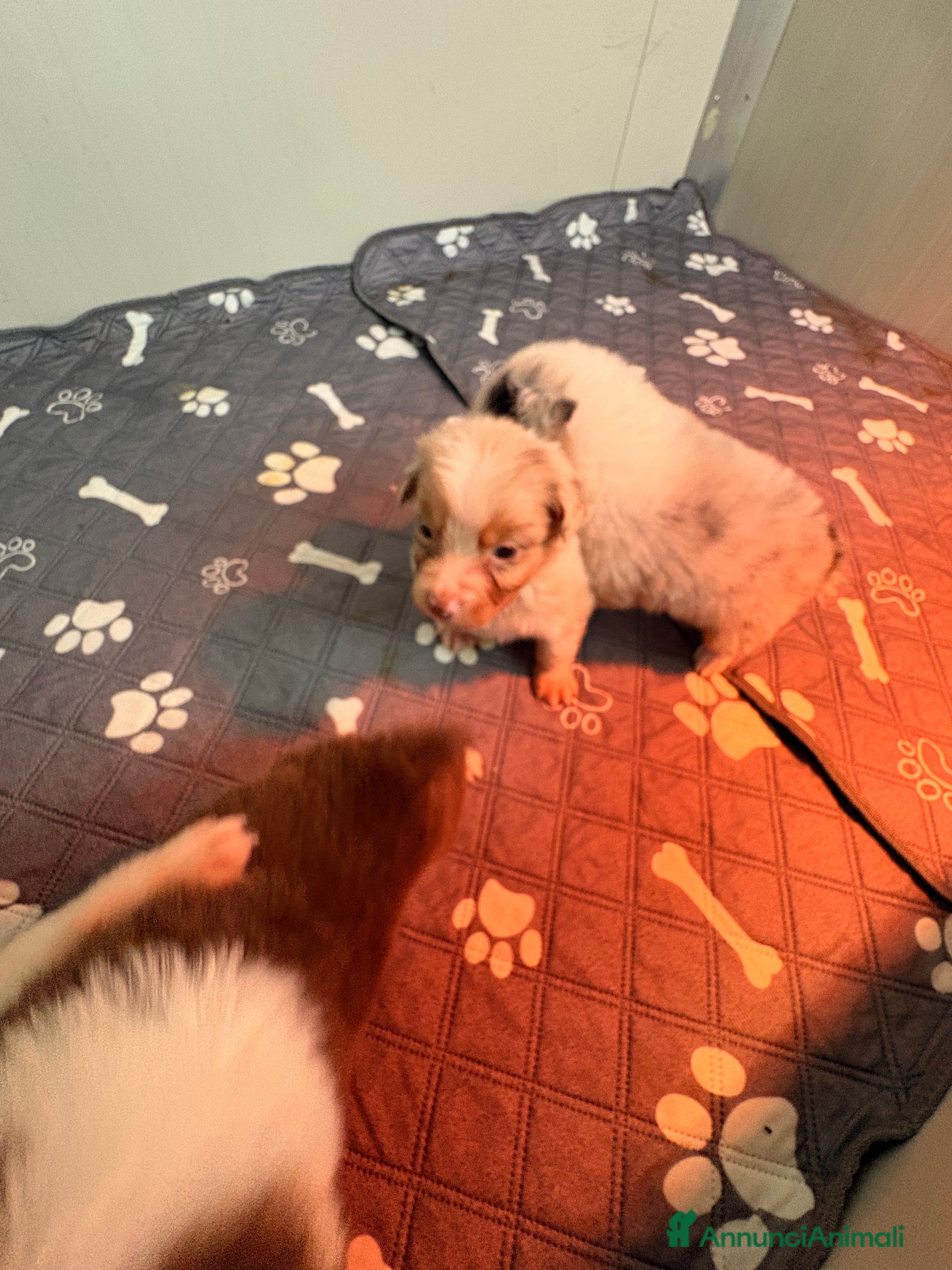 Australian Shepherd cani Pastore australiano con pedigree - Annuncio 2