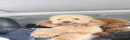 Barboncino cani in vendita: Barboncino nano - Annuncio 2