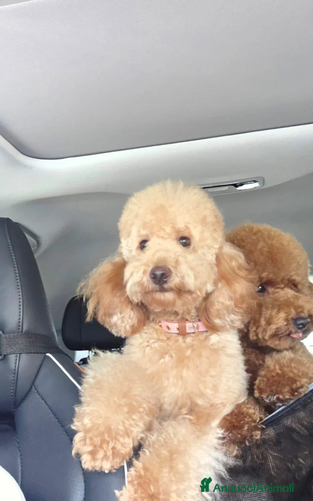 Barboncino cani in vendita: Barboncino nano - Annuncio 2