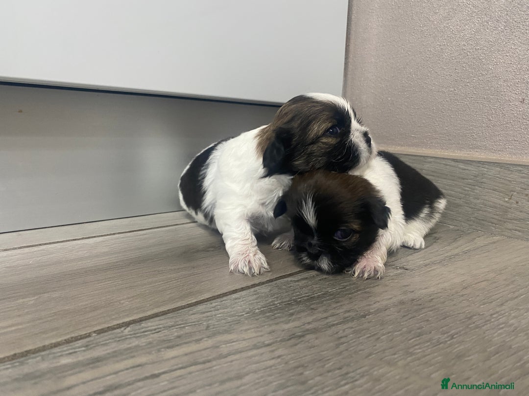 Shih Tzu cani in vendita: cuccioli di Shitzu - Annuncio 4