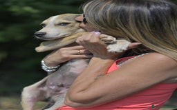 Altre razze cani in regalo: RIF 3SeRIF, 3 MESI (01/04/25) a Provincia di Bergamo - Immagine 3