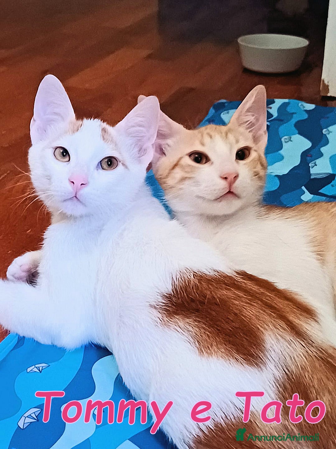 Europeo gatti in regalo:   Tommy e Tato due micini meravigliosi  a Città metropolitana di Roma Capitale - Immagine 2