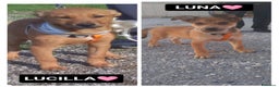 Altre razze cani in regalo: luna e lucilla - Annuncio 1