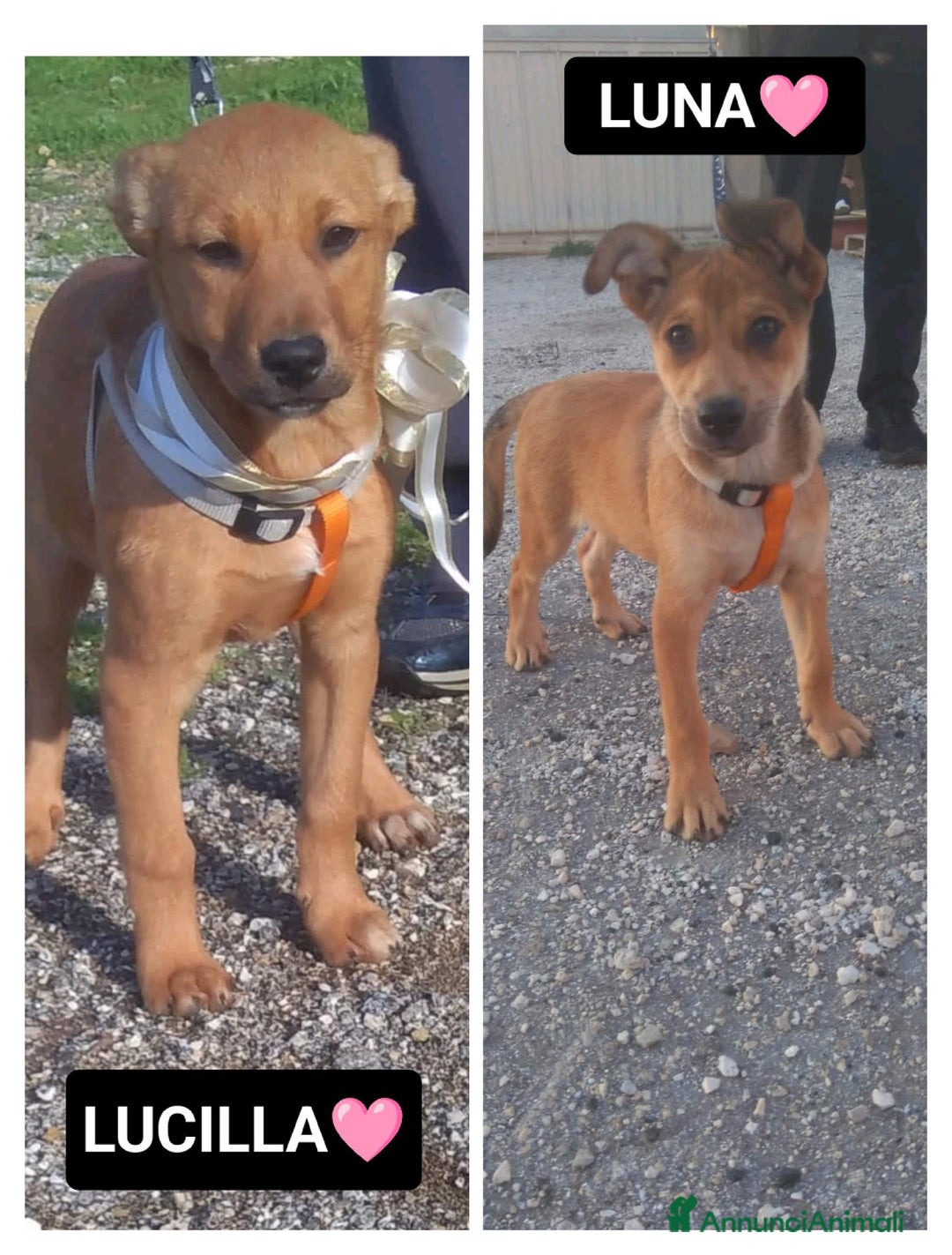 Altre razze cani in regalo: luna e lucilla - Annuncio 1