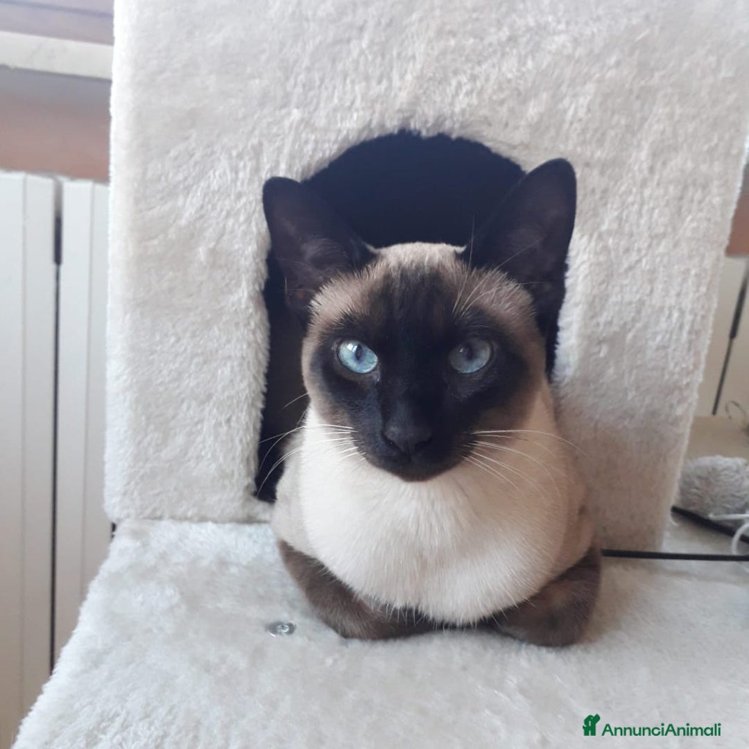 Siamese gatti in vendita: Bellissimi Thai - Annuncio 13