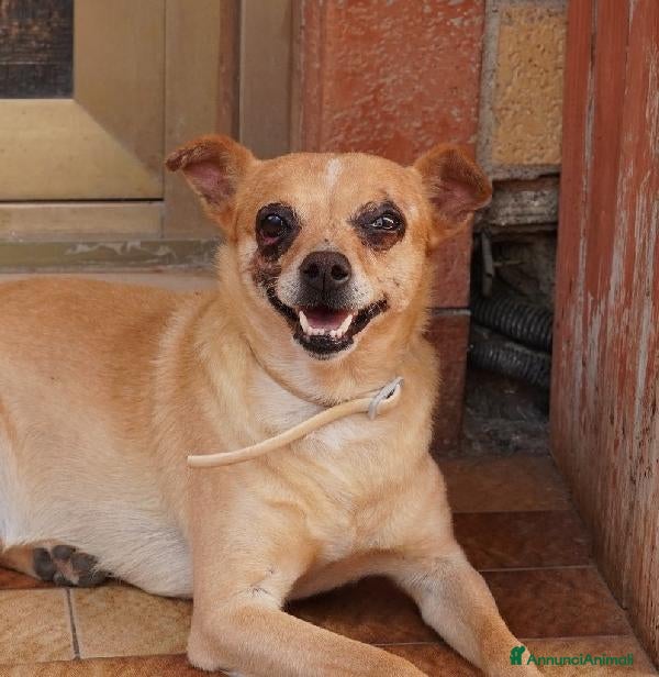 Altre razze gatti Nocciola, derivato pinscher detto pierrot - Annuncio 2