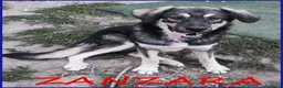 Meticcio cani in regalo: ZANZARA CUCCIOLOTTA 6-7 MESI VUOLE SOLO UNA MAMMA - Annuncio 1