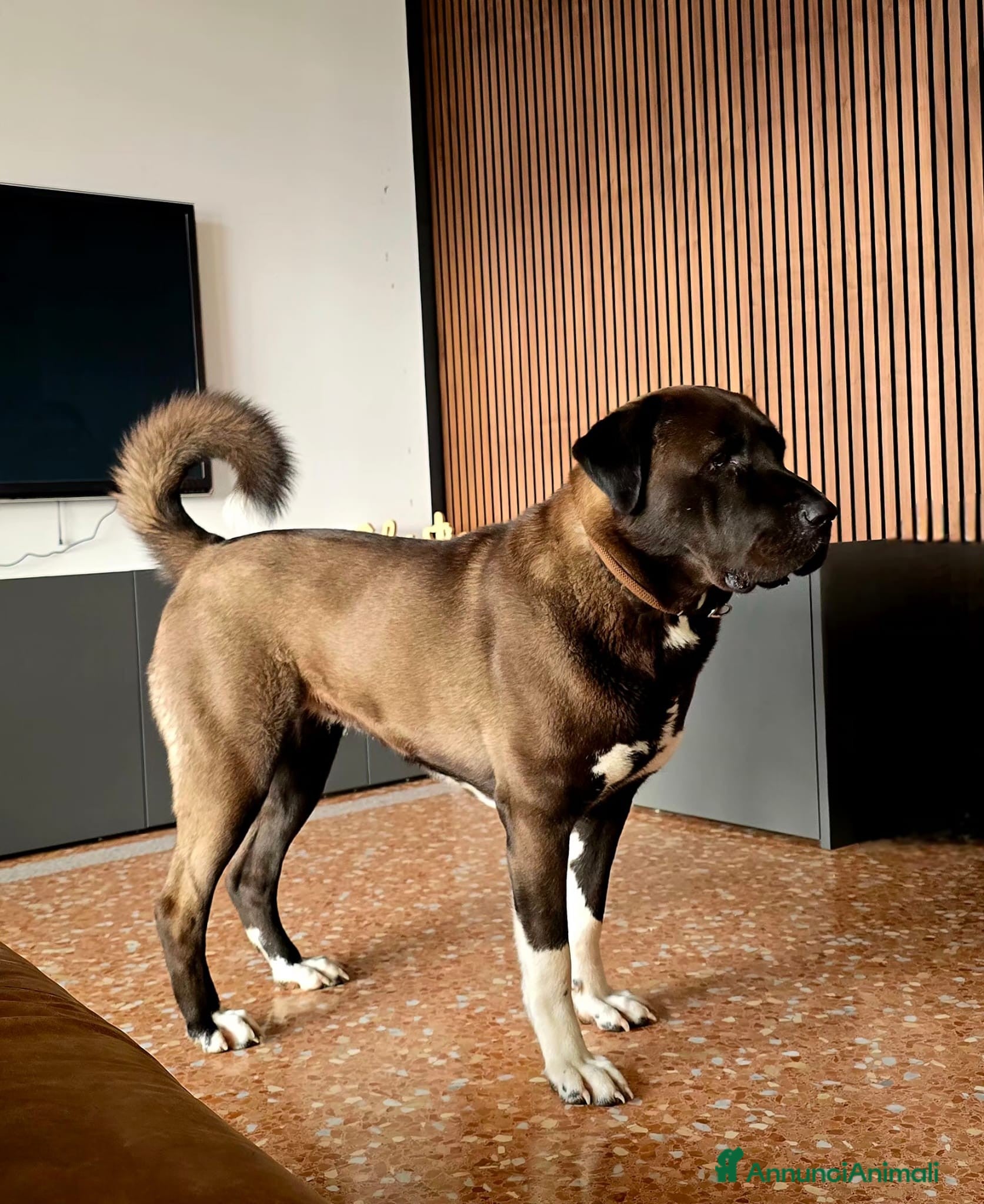 Pastore Asia Centrale cani in regalo: Pastore dell'Asia Centrale disponibile a Provincia di Vicenza - Annuncio 3