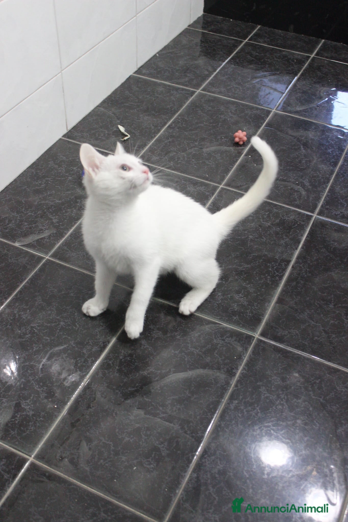 Meticcio gatti GATTINO AMOREVOLE - Annuncio 2