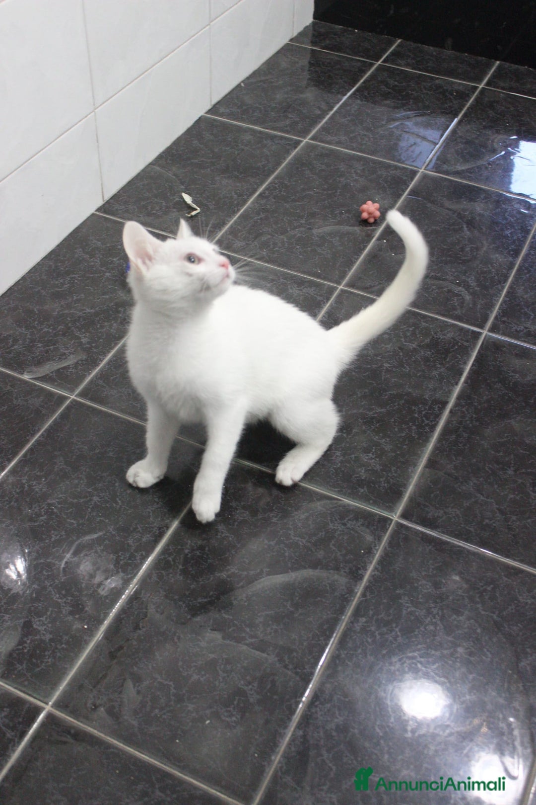 Meticcio gatti in regalo: GATTINI AMOREVOLI - Annuncio 1