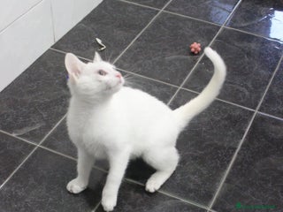 Meticcio gatti GATTINI AMOREVOLI - Annuncio 1