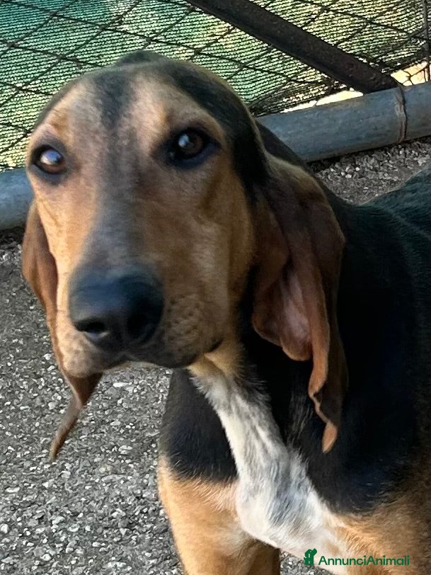 Segugio cani Segugi italiani nero focato di alta genealogia  - Annuncio 1