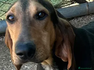 Segugio cani Segugi italiani nero focato di alta genealogia - Annuncio 2