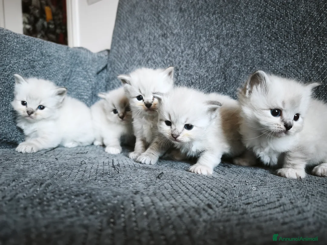 Siberiano gatti in vendita: Cuccioli siberiani  - Annuncio 3