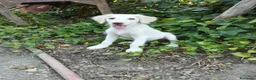 Meticcio cani in regalo: Femmina Meticcio  a Provincia di Viterbo - Annuncio 4
