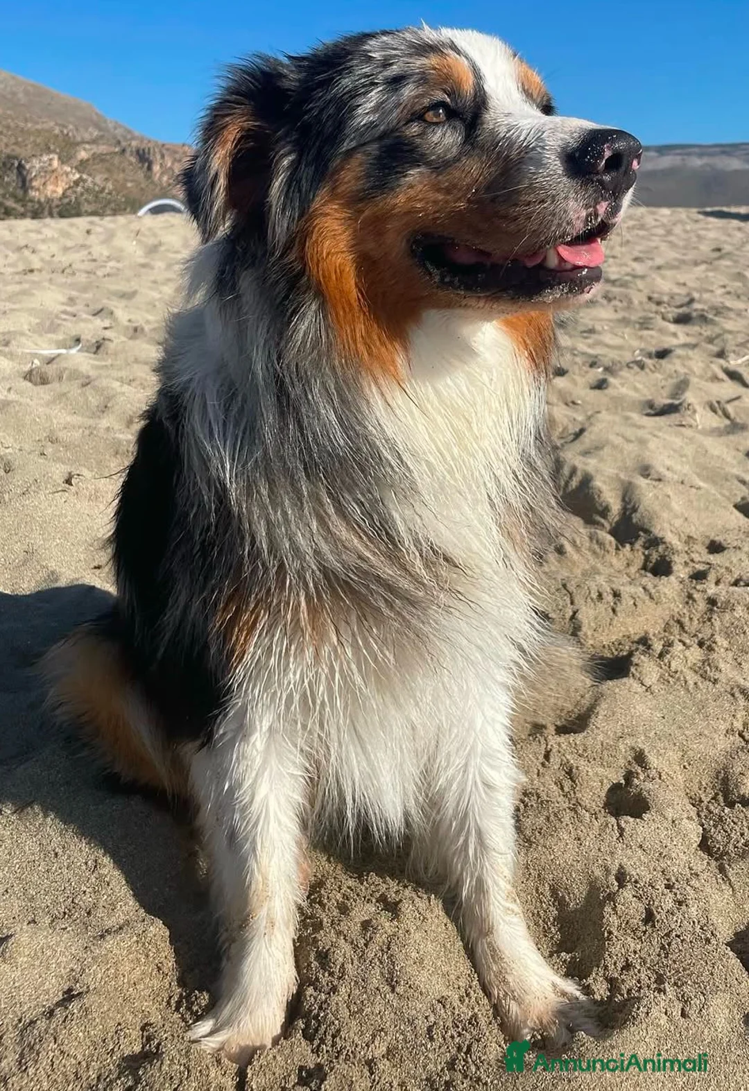 Australian Shepherd cani per accoppiamento: Romeo australian shepherd blu merle per monte  a Provincia di Mantova - Annuncio 6