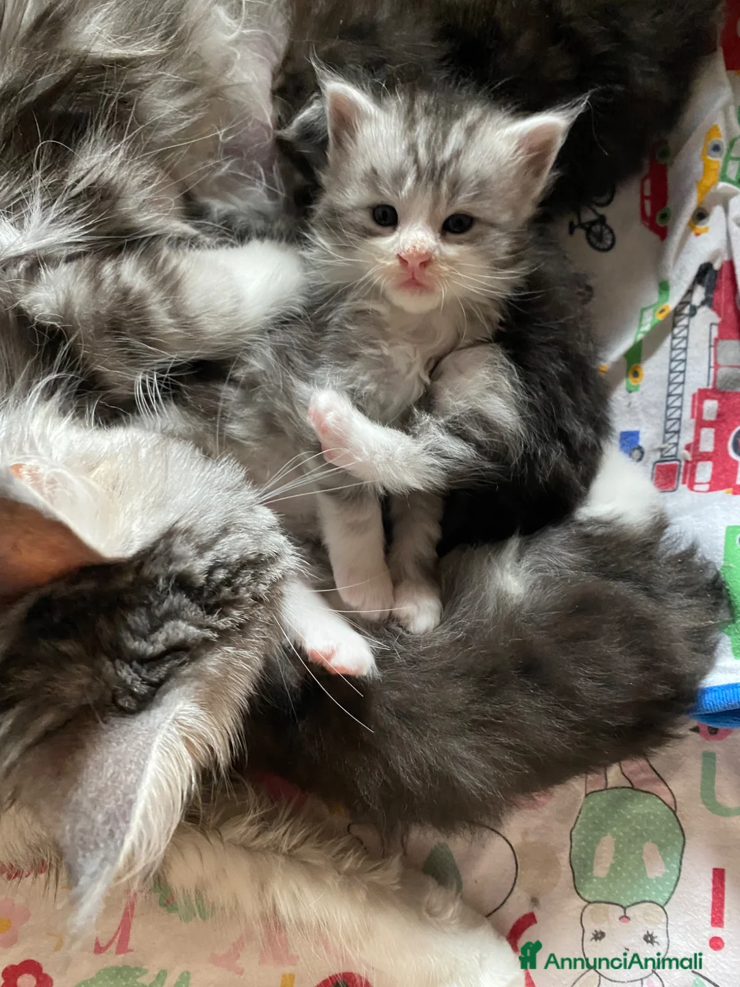 Maine Coon gatti in vendita: Maine Coon - Annuncio 3