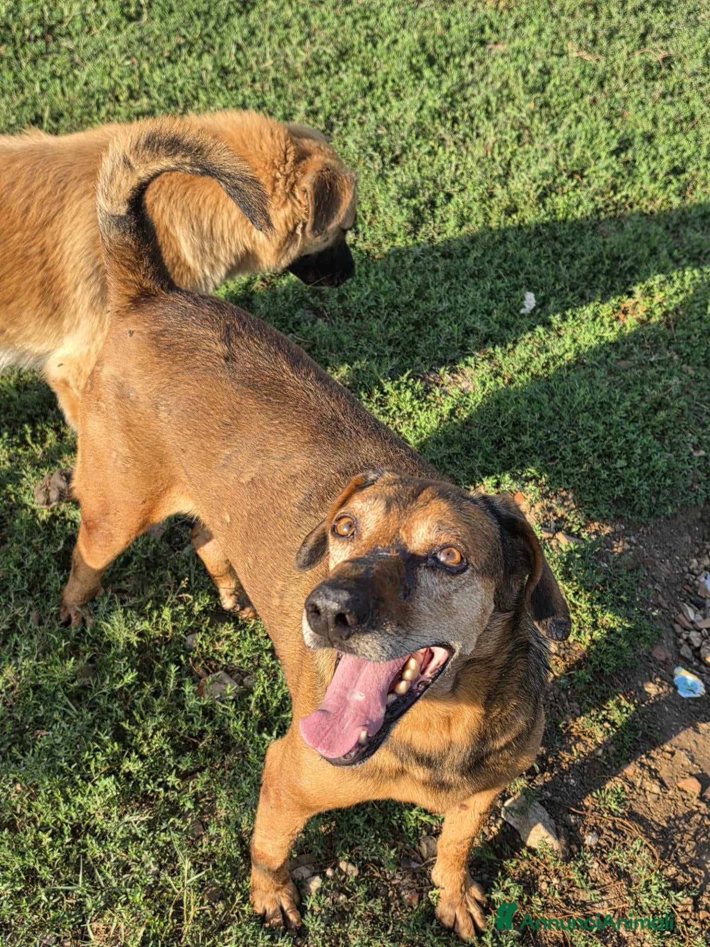 Meticcio cani Brown: dolce e sensibile, cerca serenità  - Annuncio 36