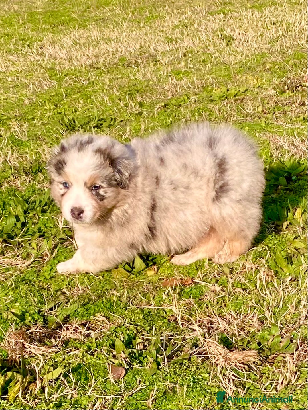 Australian Shepherd cani in vendita: Australian Shepherd pastore australiano maschio - Annuncio 4
