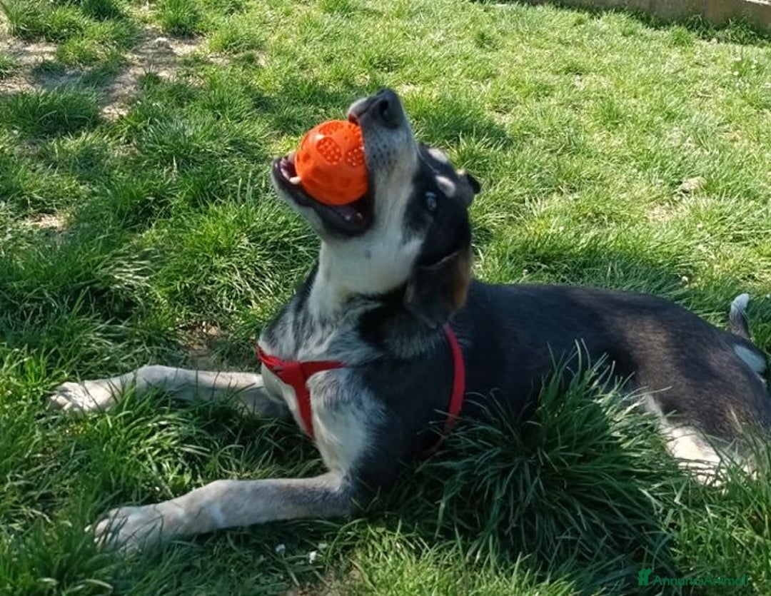 Meticcio cani in regalo: BENNY bel timidino, ama giocare con le palline - Annuncio 3