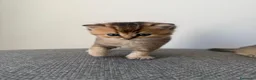 Scottish gatti in vendita: Scottish fold&straihgt - Annuncio 17