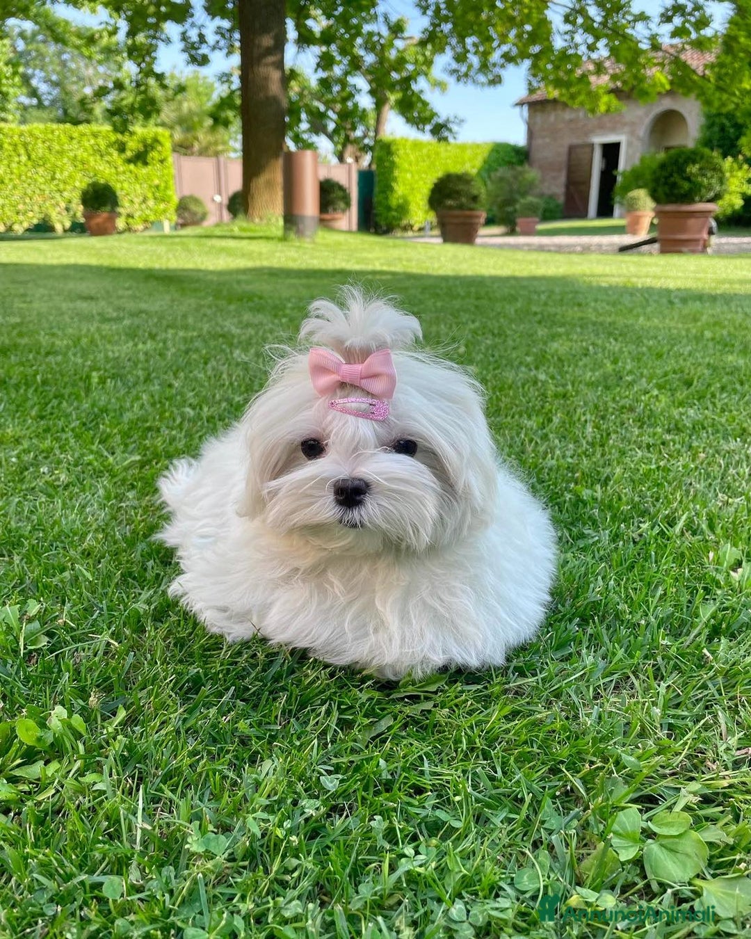 Maltese cani in vendita: Maltesi con Pedigree a Città Metropolitana di Venezia - Annuncio 2