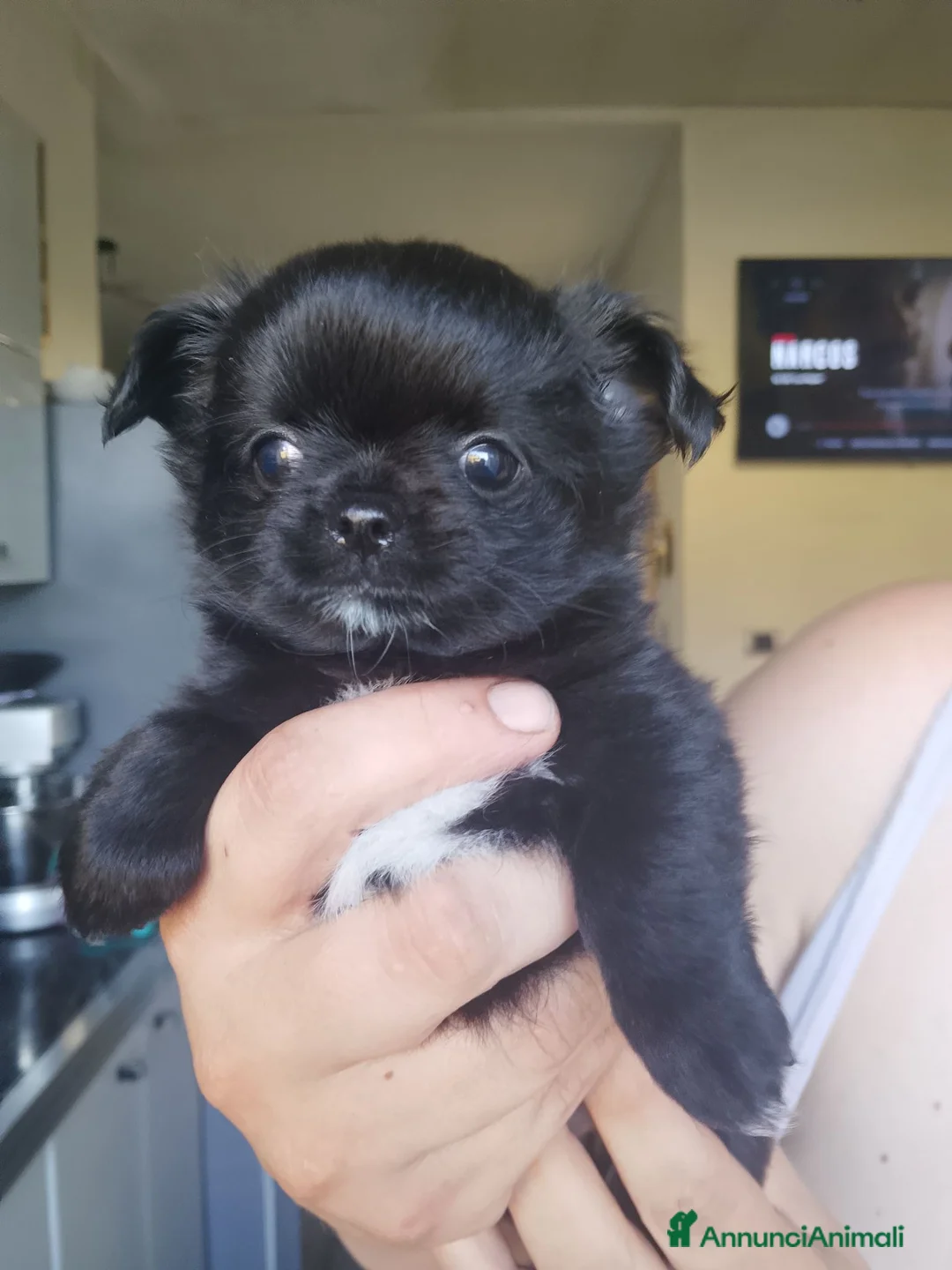 Chihuahua cani in vendita: Cuccioli di chihuahua  - Annuncio 4