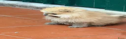 Spitz cani in vendita: Cuccioli di spitz Pomerania  - Annuncio 5