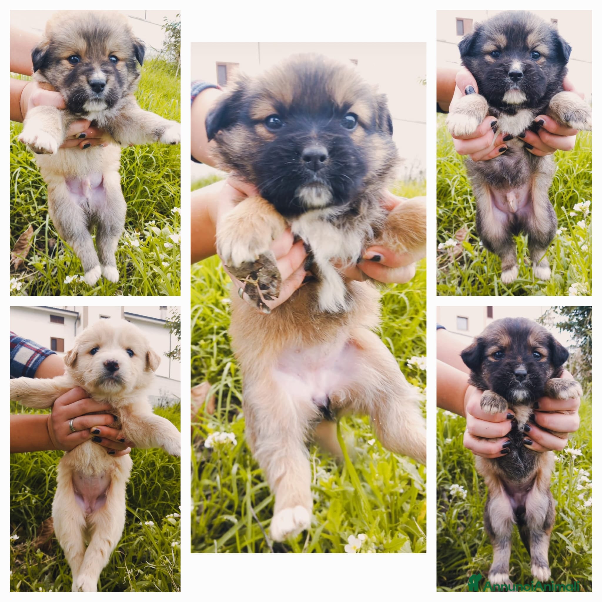 Meticcio cani Cuccioli meravigliosi a Provincia di Pescara - Annuncio 4