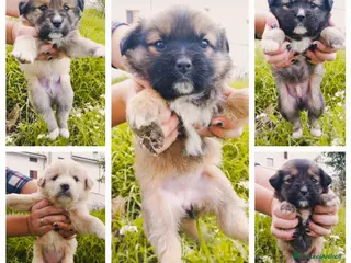 Meticcio cani Cuccioli meravigliosi a Provincia di Pescara - Annuncio 4